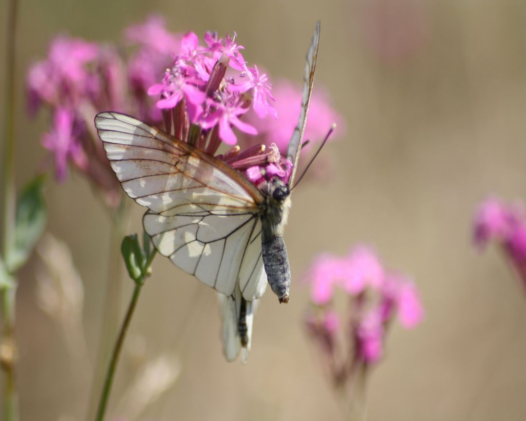 aporia crataegi in attesa di un corteggiatore